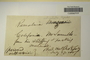 U.S.A. (California), s.col. s.n. (Accession number: 1090831)
