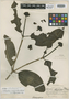Schradera marginalis Standl., COLOMBIA, W. A. Archer 2204, Holotype, F