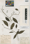 Pisonia salicifolia Heimerl, Trinidad and Tobago, W. E. Broadway 2421, Isosyntype, F