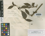 Pisonia salicifolia Heimerl, Trinidad and Tobago, W. E. Broadway 2720, Isosyntype, F