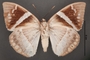 Telchin licus J ventral habitus