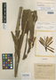 Canna glauca var. angusta J. W. Richardson, ARGENTINA, T. Meyer 10939, Holotype, F