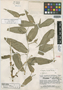 Zebrina huehueteca Standl. & Steyerm., GUATEMALA, J. A. Steyermark 51016, Holotype, F