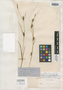 Carex crawei Dewey, U.S.A., I. B. Crawe s.n., Syntype, F