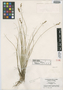 Carex interior var. charlestonensis Clokey, U.S.A., I. W. Clokey 7468, Isotype, F