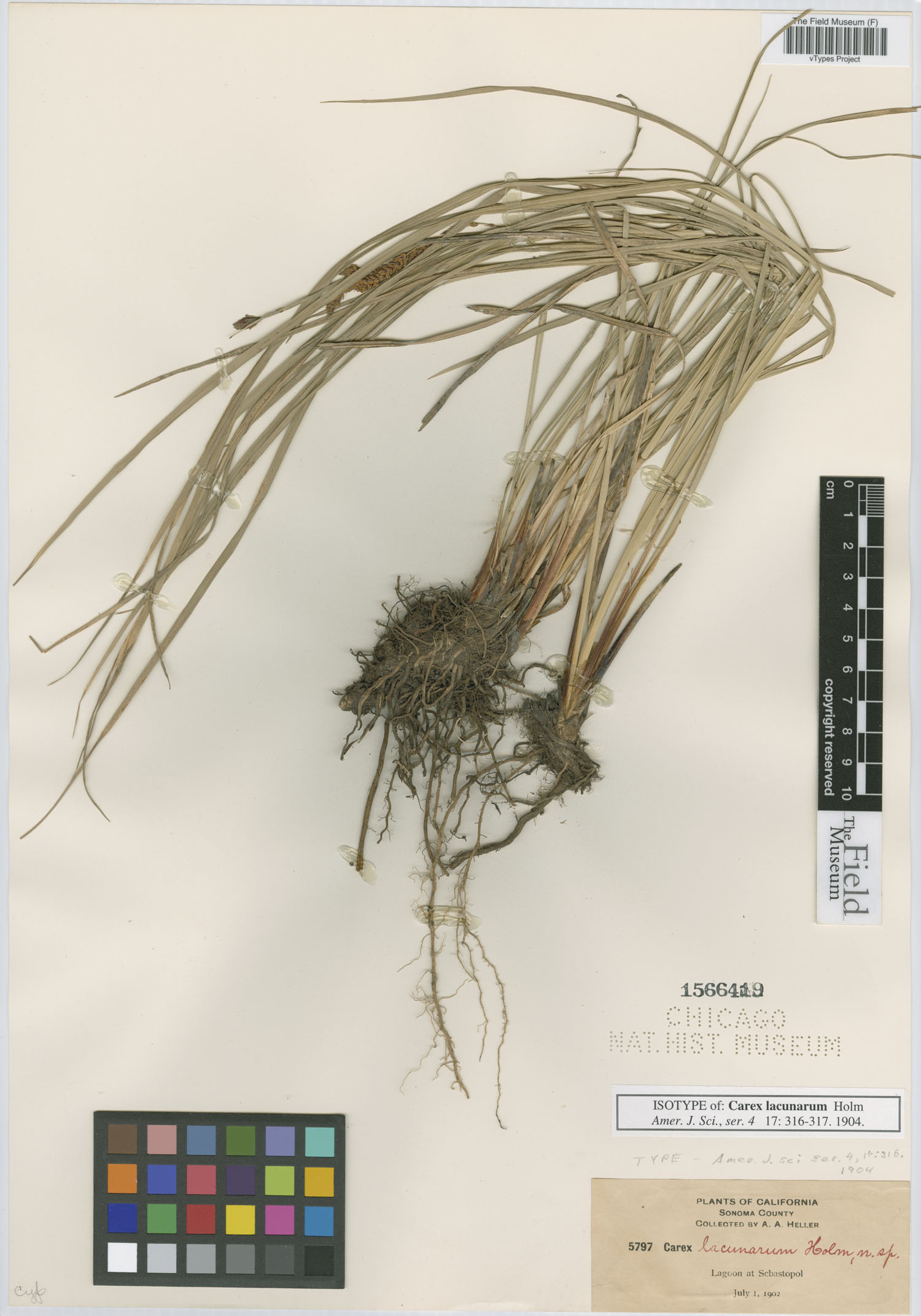Carex lacunarum image
