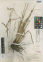 Carex obispoensis Stacy, U.S.A., J. T. Howell 2271, Isotype, F