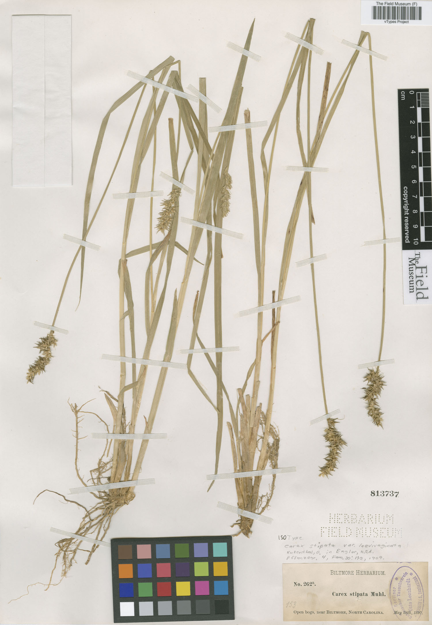Carex stipata var. laevivaginata image