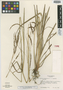 Carex chiapensis image