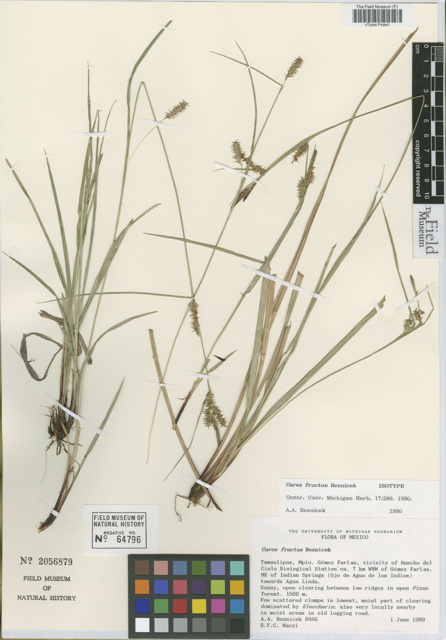 Carex fructus image