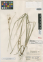 Carex standleyana Steyerm., GUATEMALA, L. O. Williams 13178, Holotype, F