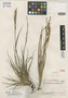 Carex culmenicola Steyerm., VENEZUELA, J. A. Steyermark 62605, Holotype, F