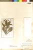 Rhabdodendron columnare Gilg & Pilg., BRAZIL, E. H. G. Ule 6165, Isolectotype, F