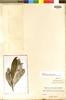 Rhabdodendron longifolium Huber, BRAZIL, A. Ducke, Isotype, F