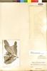 Rhabdodendron paniculatum Huber, BRAZIL, A. Ducke, Isotype, F