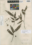 Unonopsis elegantissima R. E. Fr., PERU, G. Klug 2524, Isotype, F
