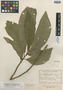 Rhytidophyllum auriculatum image