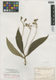 Rhytidophyllum tomentosum image