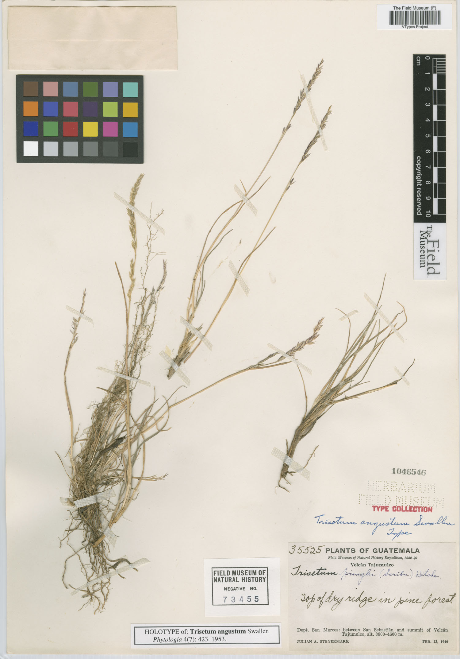 Trisetum angustum image