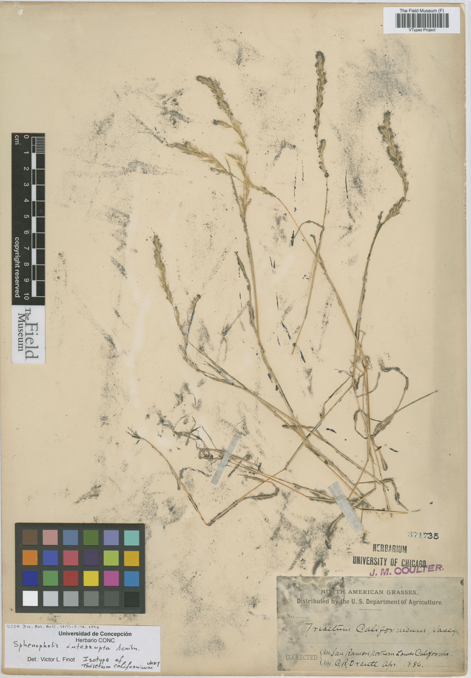 Trisetum californicum image