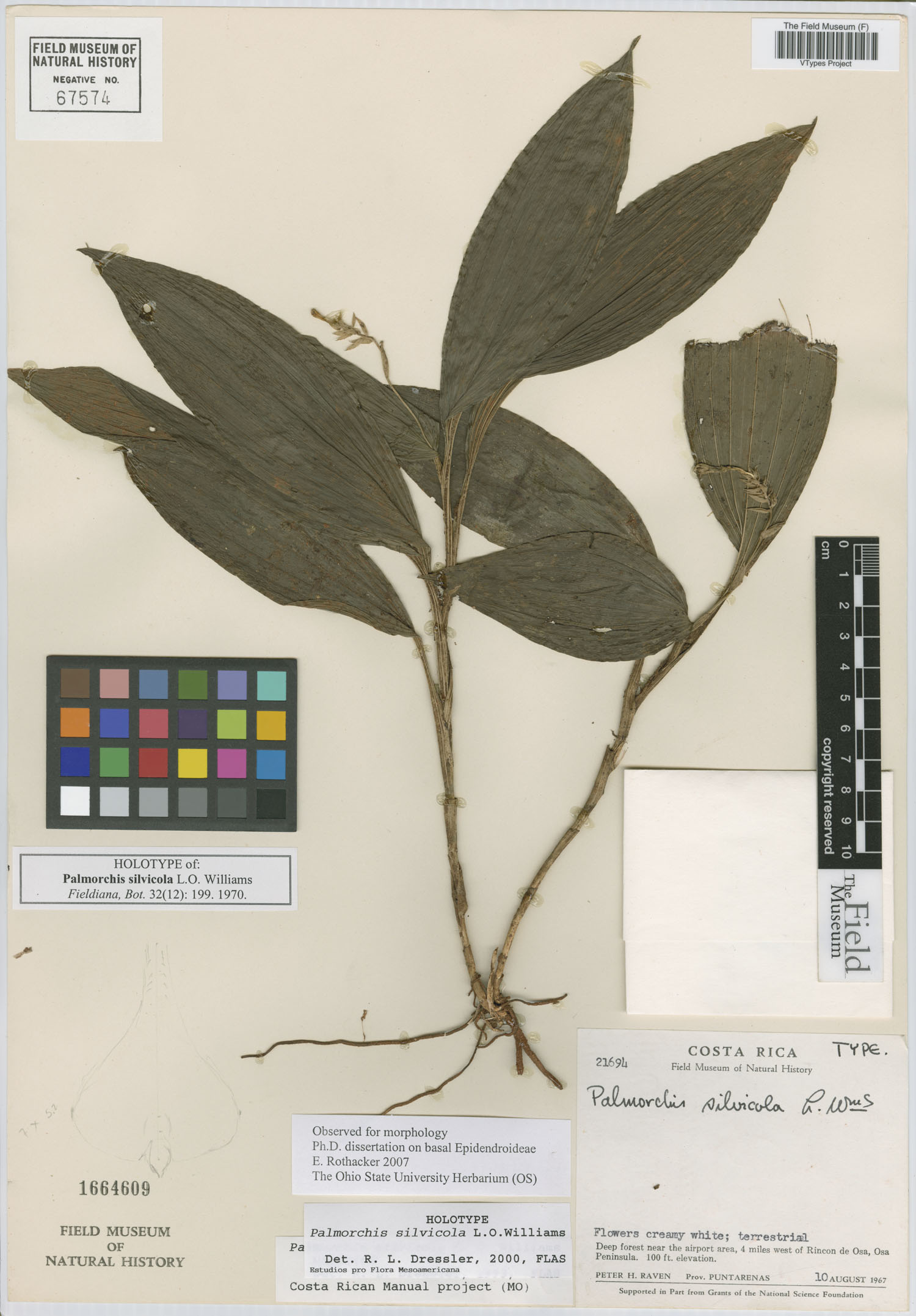 Palmorchis silvicola image