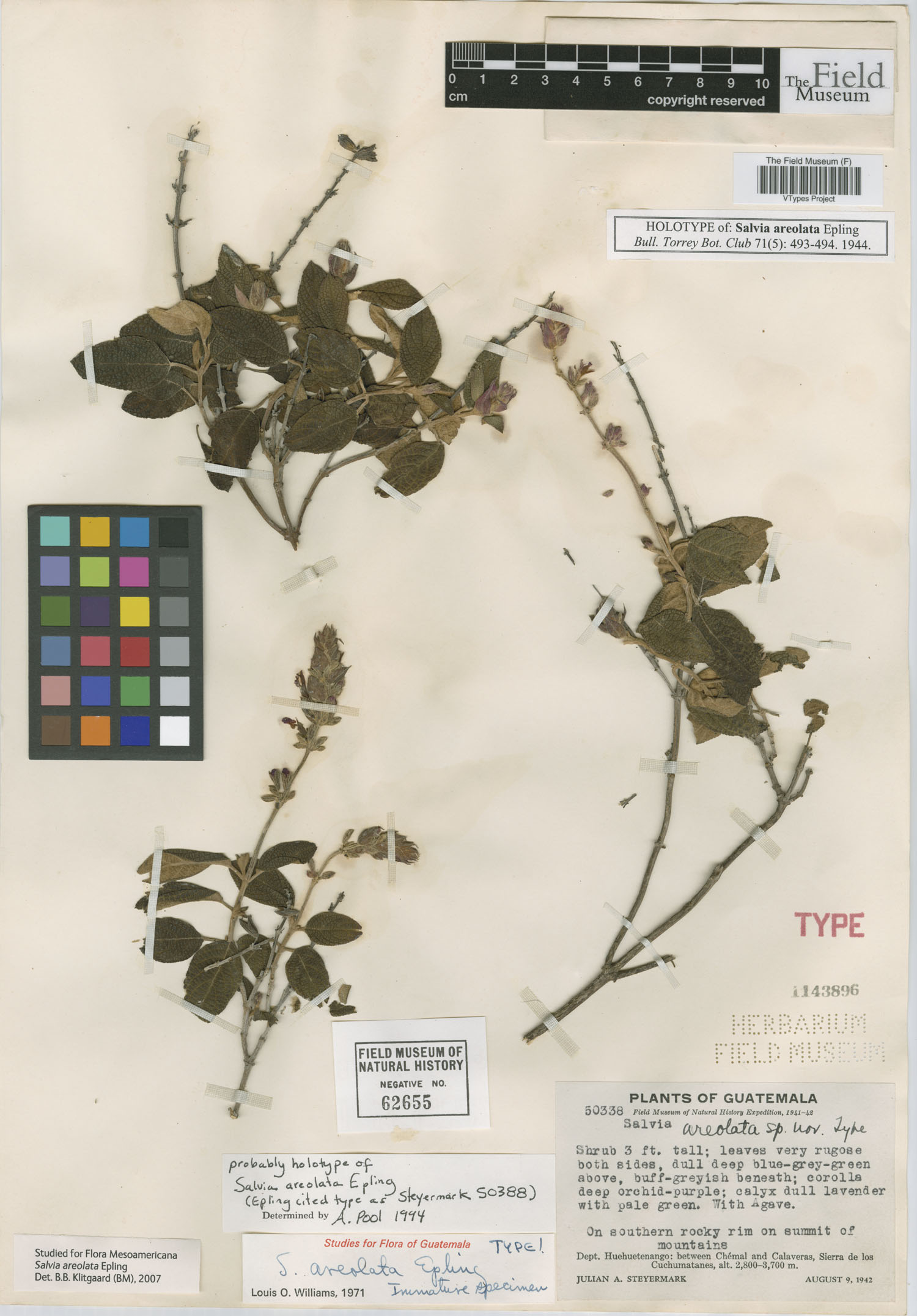 Salvia areolata image