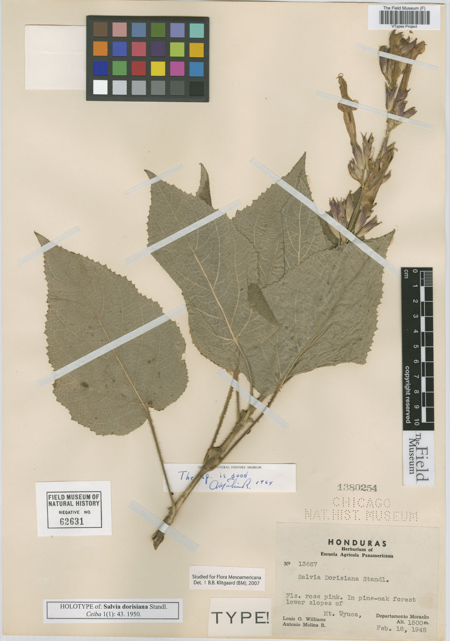 Salvia dorisiana image