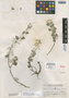 Salvia leucochlamys Epling, GUATEMALA, P. C. Standley 65650, Holotype, F