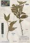 Salvia opertiflora Epling, Guatemala, J. A. Steyermark 31469, Holotype, F
