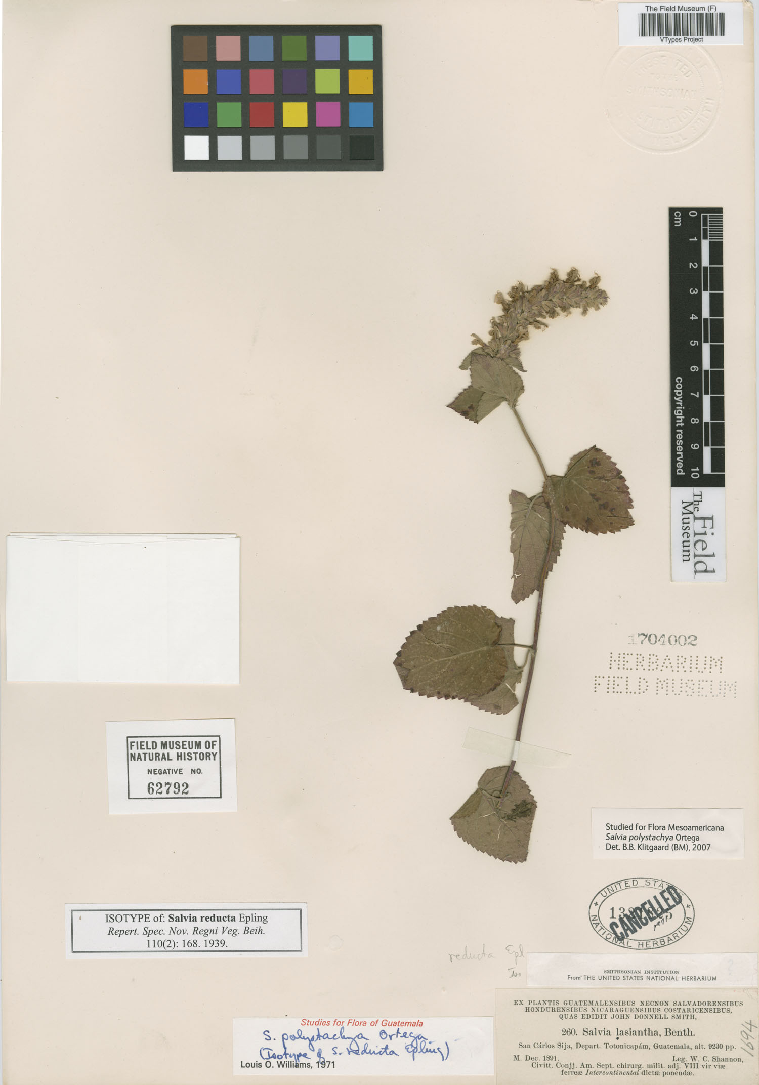 Salvia polystachia image