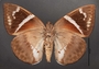 Telchin atymnius drucei C ventral habitus