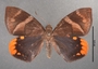 Ceretes thais B dorsal habitus