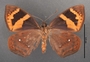 Ceretes thais B ventral habitus