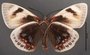 Castnia eudesmia A ventral habitus
