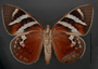 Castnia invaria ventral habitus