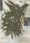 Chamaedorea quezalteca Standl. & Steyerm., Guatemala, P. C. Standley 87159, Holotype, F