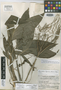 Chamaedorea rojasiana Standl. & Steyerm., Guatemala, J. A. Steyermark 33479, Holotype, F
