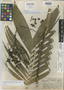Chamaedorea skutchii Standl. & Steyerm., Guatemala, A. F. Skutch 935, Holotype, F