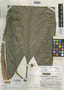 Chamaedorea stricta Standl. & Steyerm., Guatemala, J. A. Steyermark 37381, Holotype, F