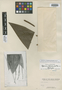 Geonoma piscicauda Dammer, BRAZIL, E. H. G. Ule 5520, Isotype, F