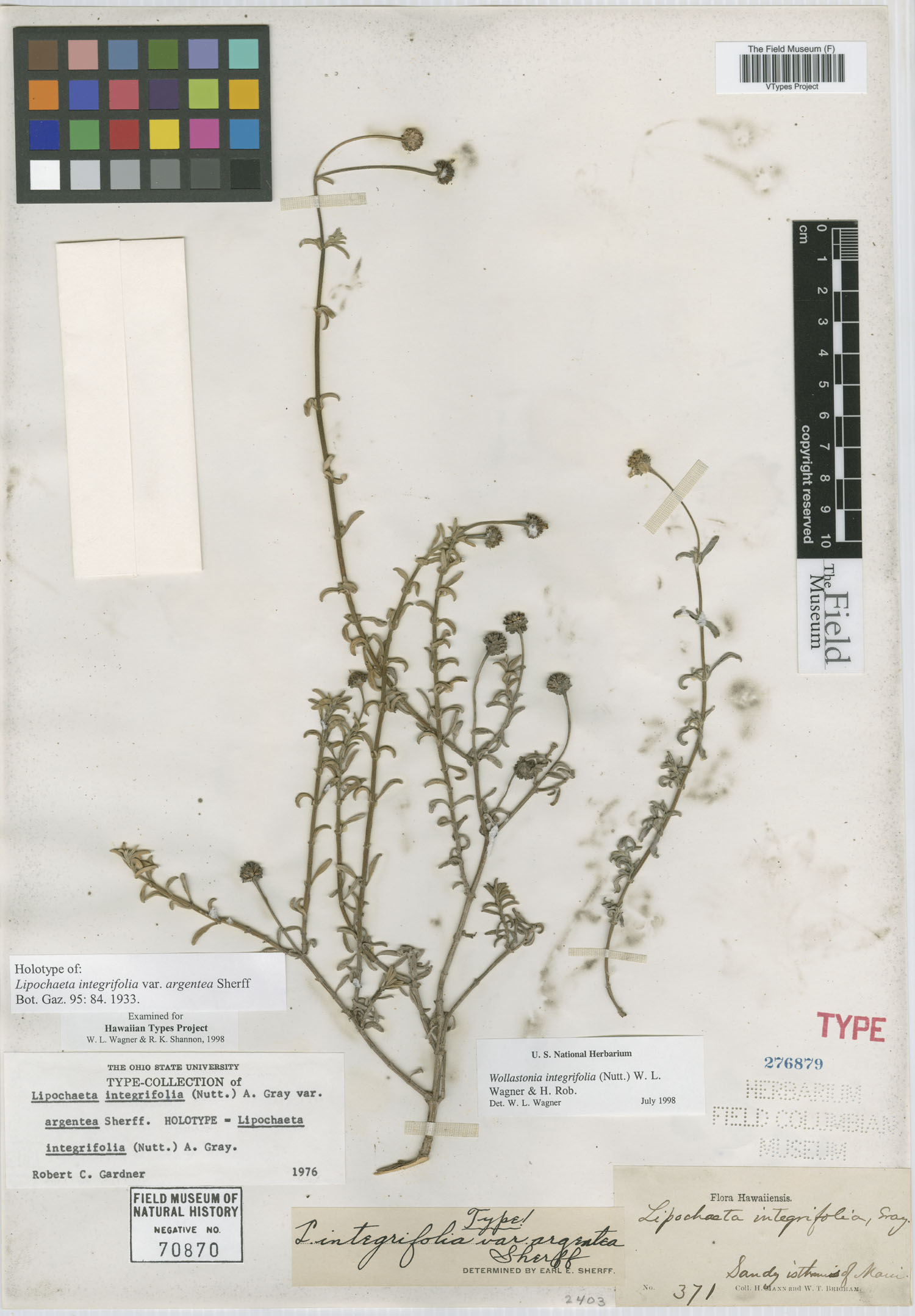 Lipochaeta integrifolia var. argentea image