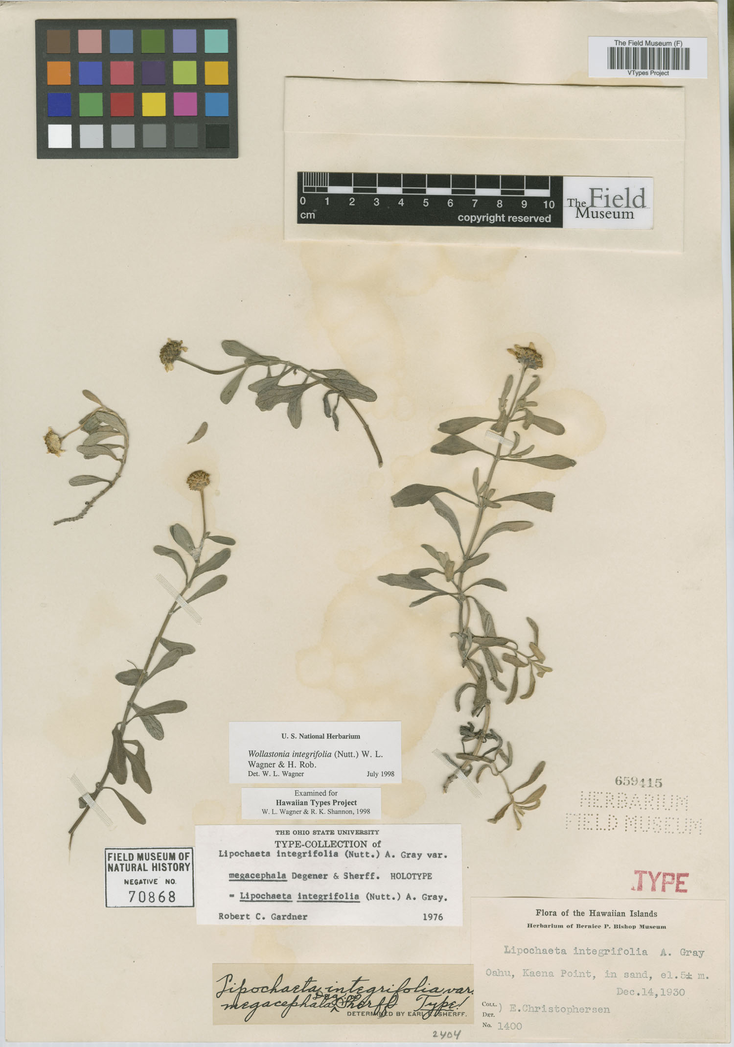 Lipochaeta integrifolia var. megacephala image