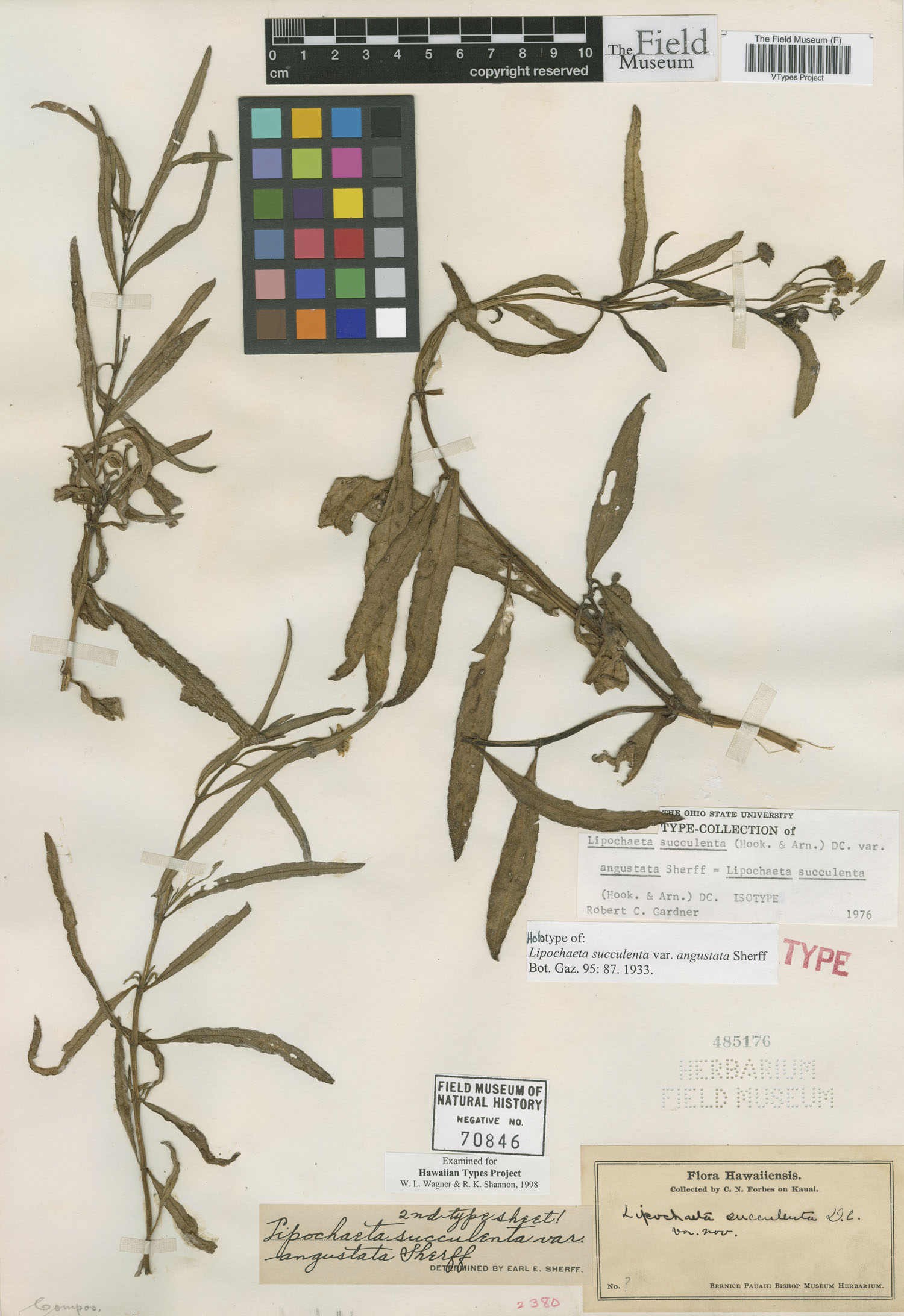 Lipochaeta succulenta var. angustata image