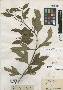 Lipochaeta succulenta image