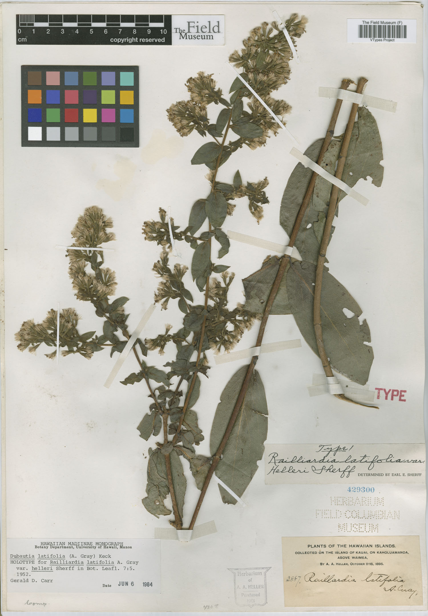 Railliardia latifolia var. helleri image