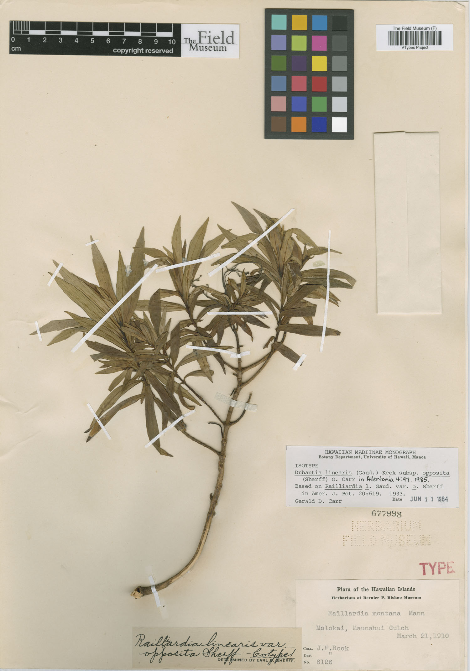 Railliardia linearis var. opposita image