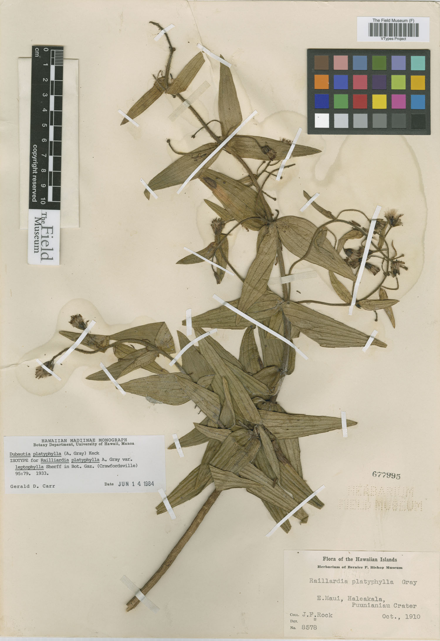 Railliardia platyphylla var. leptophylla image