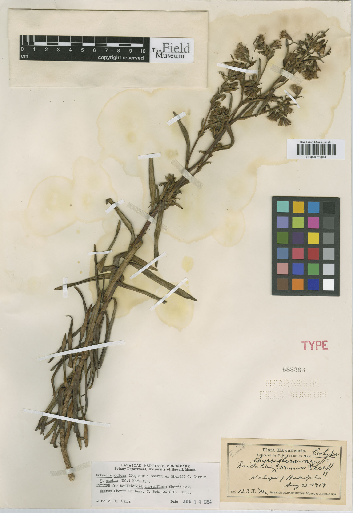 Railliardia thyrsiflora image