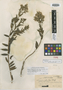 Dubautia linearis subsp. hillebrandii image