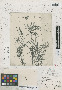 Coreopsis kirkii Oliv. & Hiern, MOZAMBIQUE, J. Kirk s.n., Isotype, F